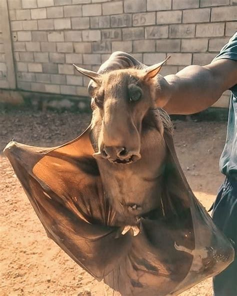 The Hammerhead Bat, a giant bat with a wingspan up to 3'3 ft, its ...