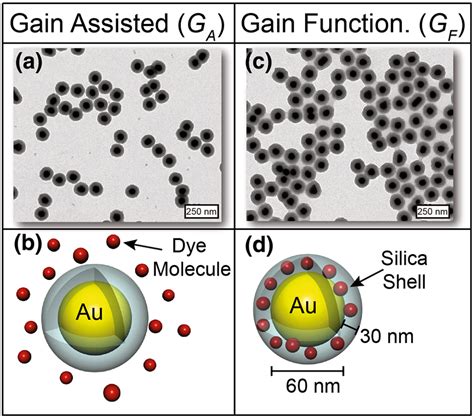 Gain-assisted plasmonic metamaterials: mimicking nature to go across ...