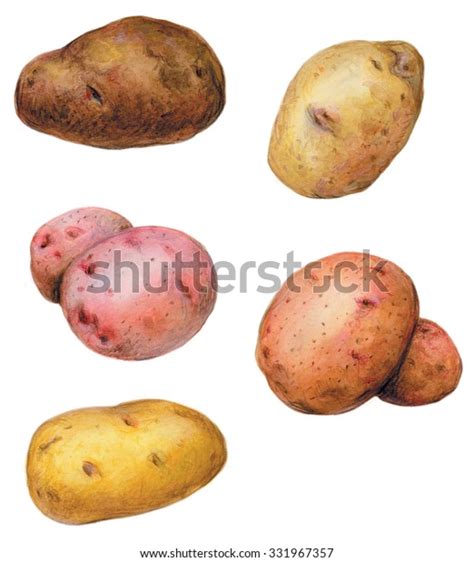 Potatoes Different Varieties Potato Harvest Watercolors Stock ...