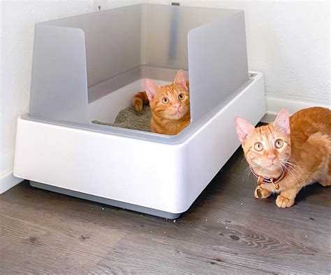 kitten litter box kmart  dewey blanchard blog