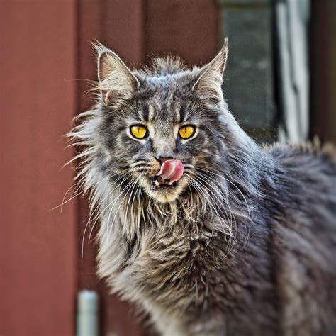 Free Images : animal, cute, clean, black cat, port, fauna, yawn ...