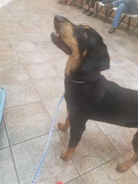 Pets Alive Laredo - RESCUE TAG! 02/01 STILL ONSITE NEUTETED Male kennel