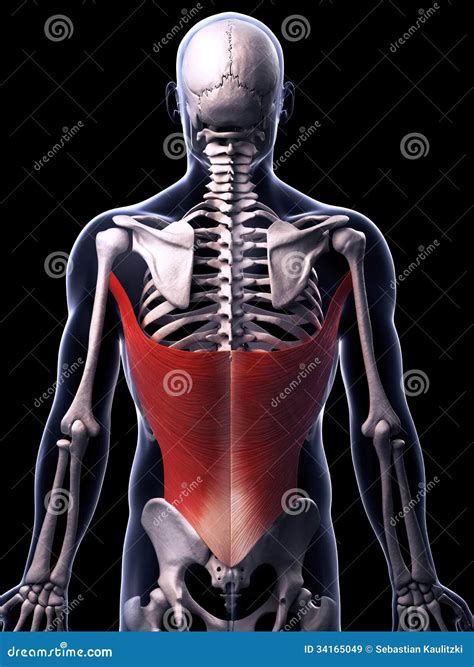 The Latissimus Dorsi Muscle Stock Illustration - Illustration of dorsi