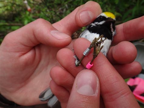 Join the Journey: Golden-winged Warbler Migration | Experiment