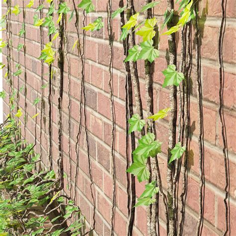 brick walls with climber plant - FlippedNormals