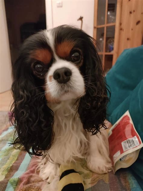Anal Glands — Dog Friendly Dorset - Merlin's Pet Food Banks