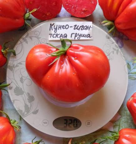 Томат Кунео гигантская груша: описание сорта помидоров, характеристики ...