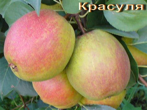 Плодовый сад и питомник - Груша сорт Красуля, описание и фото