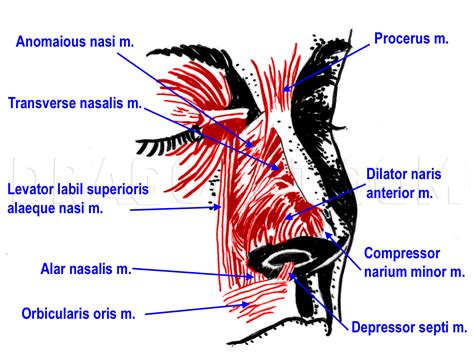 The Artistic Imperative: Mastering The Subtle Science Of Noses