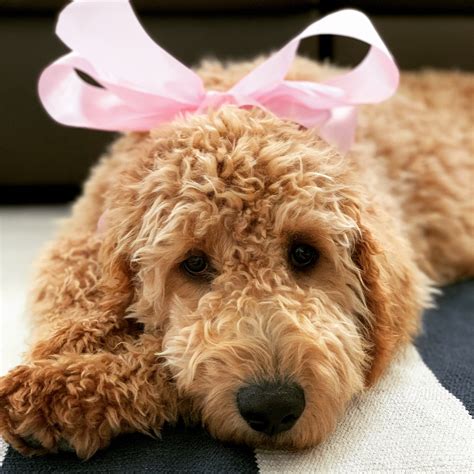 Georgia Cost of Goldendoodles | Atlanta Australian Labradoodles — Atlanta Goldendoodle Puppies