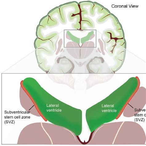 stylized view   normal subventricular zone svz neural stem