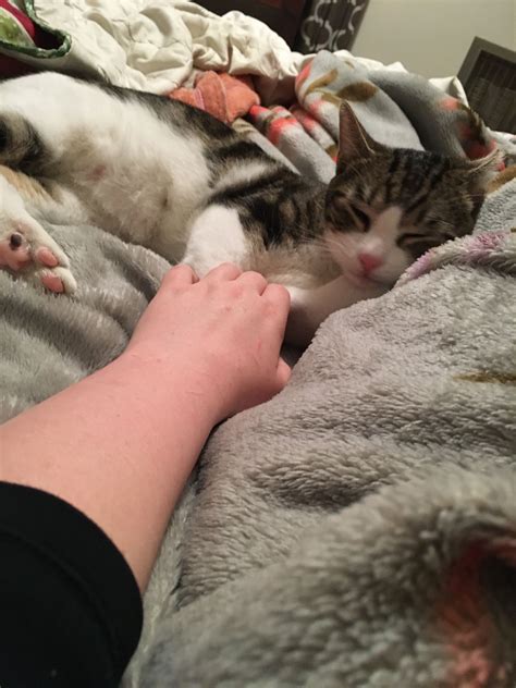 Tom Brady the Cat | Cats, Animals, Toms