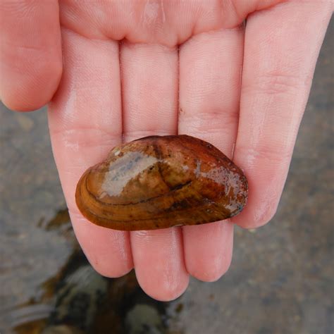Scientific Monitoring - Petitcodiac Watershed Alliance