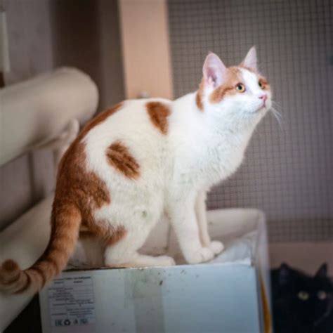 Приют для кошек - Общественный Фонд "КотоПес"