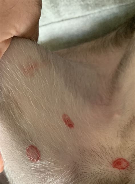 Flea Bites On Dogs Belly