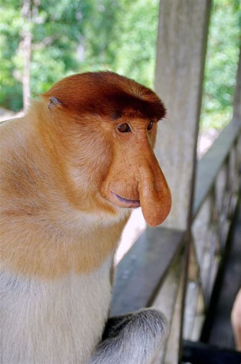 nosed monkeys   jungles  borneo kalimantan stock image image