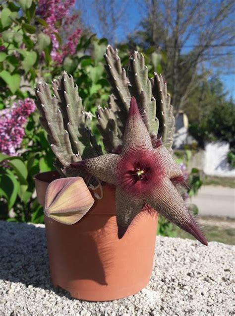 {Stapf.ua Variegata} Asclepiadaceae Carrion Flower Plant Fact, Care ...