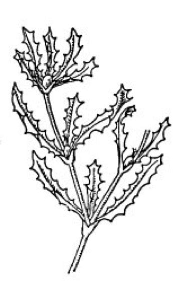 Najadaceae - Lexikon der Biologie