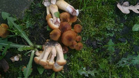 Опенок толстоногий (Armillaria gallica) фото и описание
