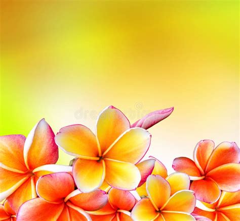 Tropische Blumen Des Frangipani Stockfoto - Bild von weich, insel: 2086832