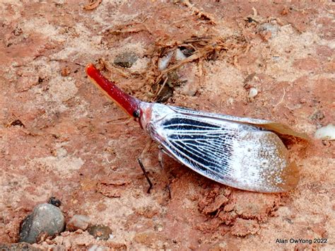 The Weird and Wonderful Insects of Borneo. | Wild Asia