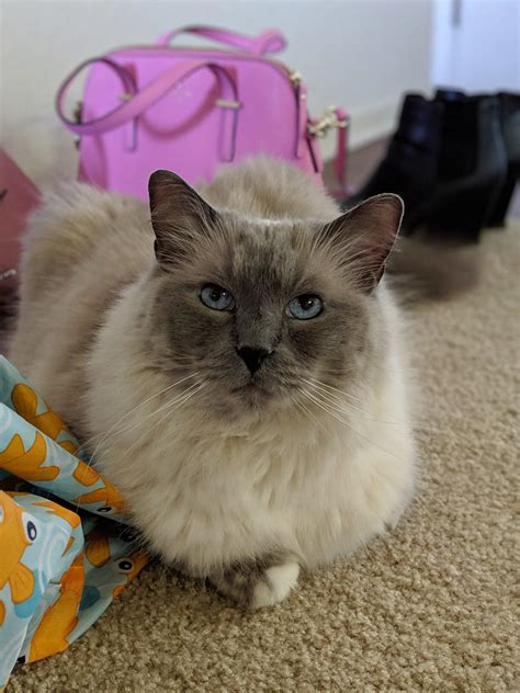 Phoebe celebrating her Birthday and working the camera : r/aww