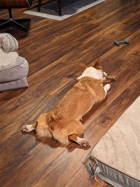 Here's Piper, our corgi/lab mix! : r/corgi