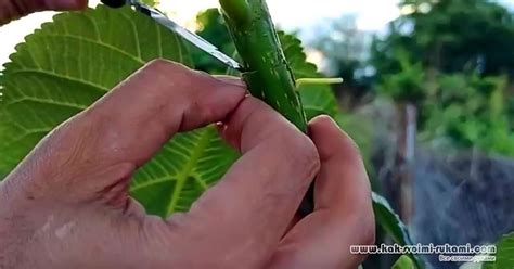 Плакучее дерево своими руками ПРИВИВКОЙ | DIY - как сделать самому!