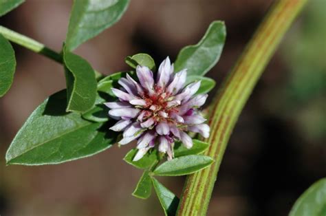 Солодка голая (Glycyrrhiza glabra) - лекарственное, съедобное растение ...