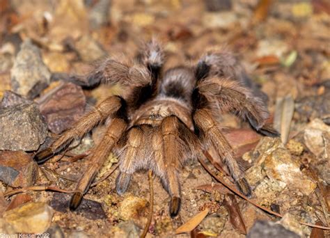 Tarantula in Our Backyard — An Annual Tradition – Sonoran Images