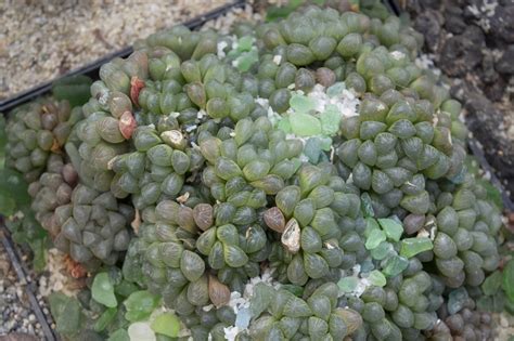 Хавортия Купера / Haworthia cooperi