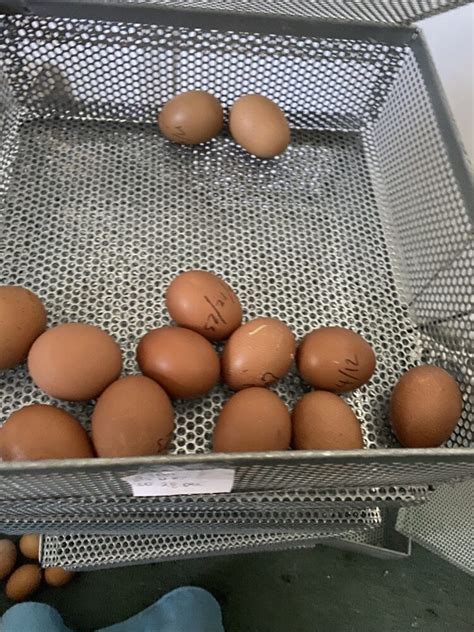 Easter Egger, Olive Eggers and Marans | EggSellent.com.au