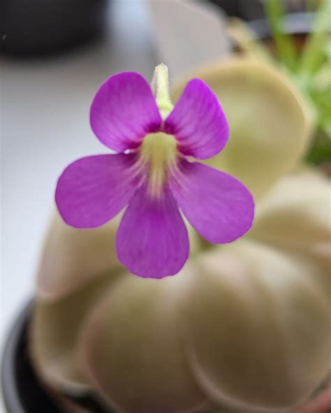 Plant Heritage - Plant Heritage added a new photo.