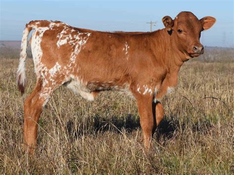 Rocking O Ranch - RO Starberry