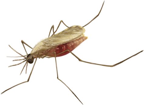 Diseases Caused by Mosquitoes