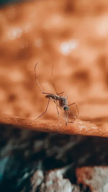 Which country has the most mosquitoes?