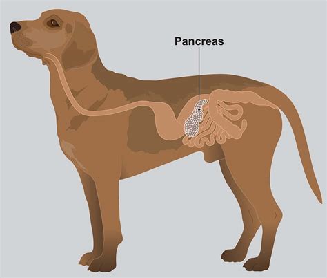 Pancreatitis In Dogs Symptoms Causes Treatment Dutch - vrogue.co