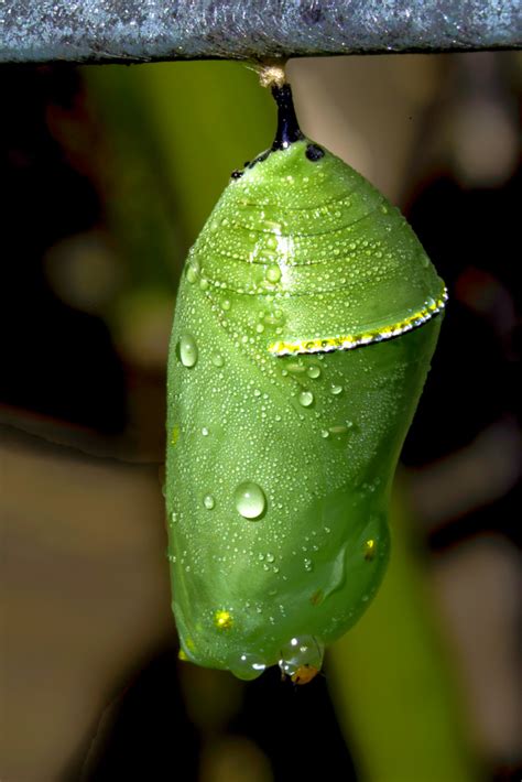 chrysalis – Earthwise: Environmental Services Resources