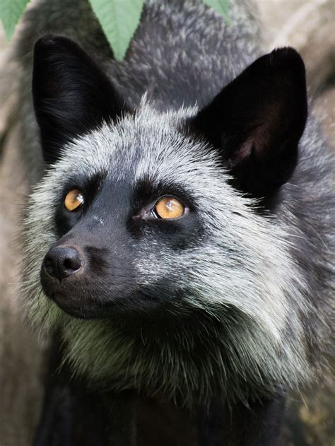Silver fox | Pet fox, Animals beautiful