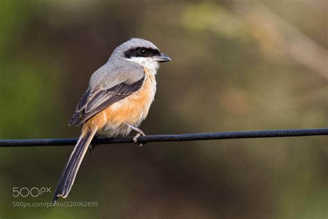Grey Backed Shrike by AbhayDahake | Kevin Seawright's WordPress Blog