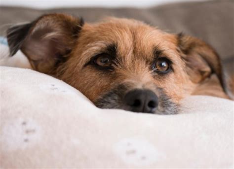 Legg-Calvé-Perthes Disease in Dogs | PetMD