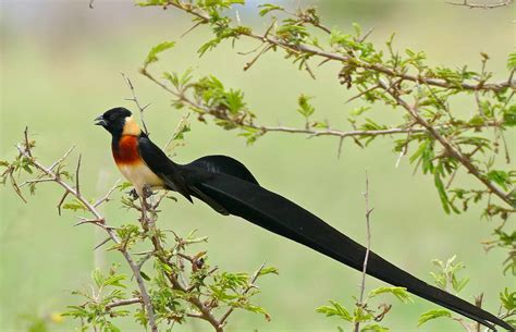 15 Birds With Spectacularly Fancy Tail Feathers