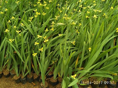 Tanaman Airis, Tanaman Iris, Tanaman Hias