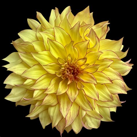 Hart's Bonnie – Just Peachy Flowers