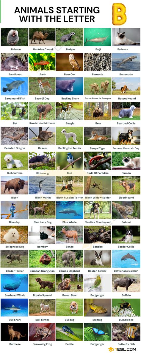 animal which starts with x 2