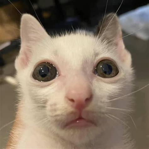 meo mit uot atconmeomituot threads