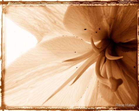 "Sepia Flower" by Rene Hales | Redbubble