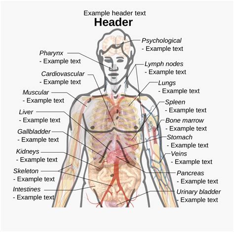 adult male diagram template svg internal organs  male human body