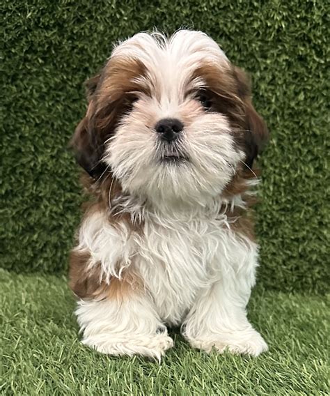 Puppy Avenue, Jacksonville's Favorite Puppy Store