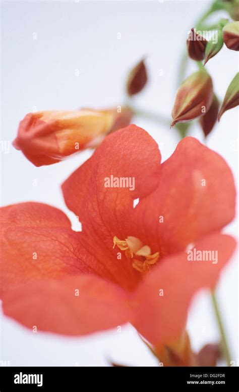Trumpet Vine (Campsis radicans Stock Photo - Alamy